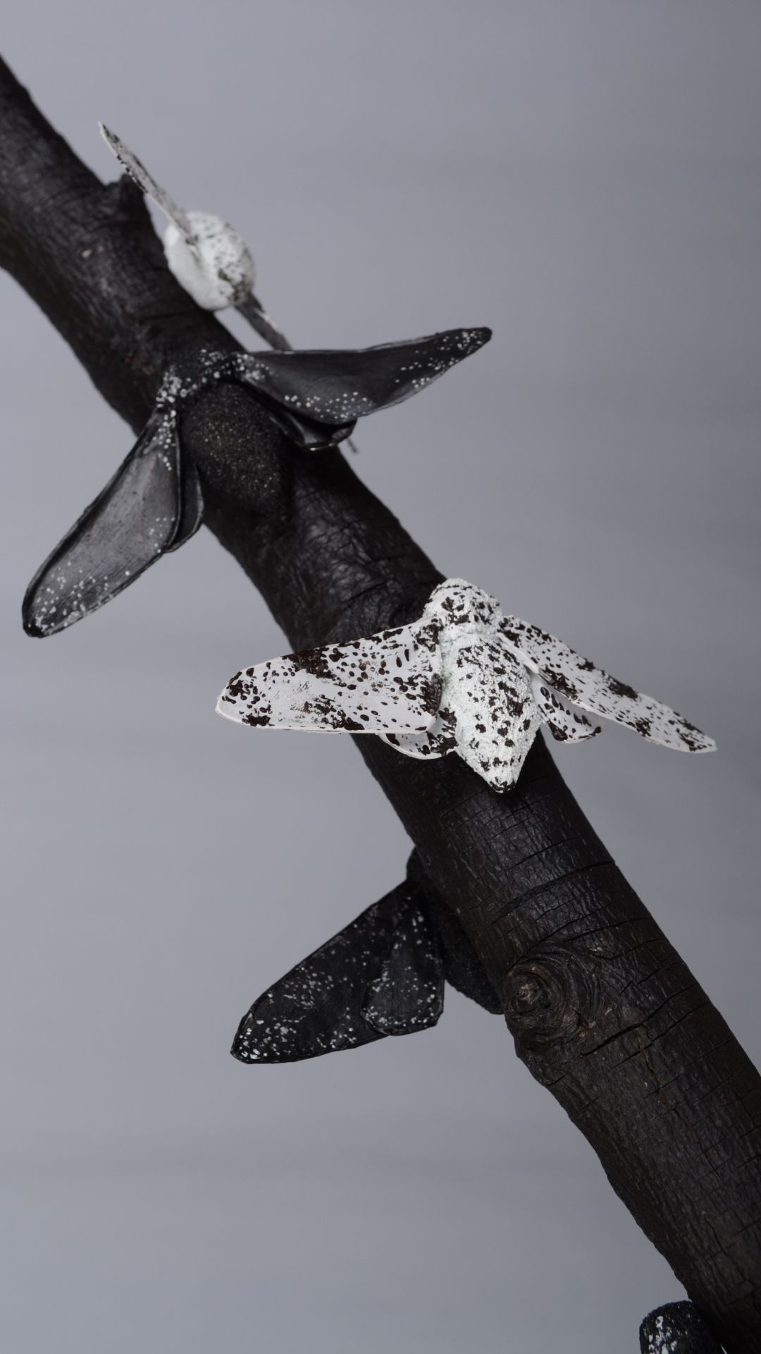 Fragile Endurance — Peppered Moths series